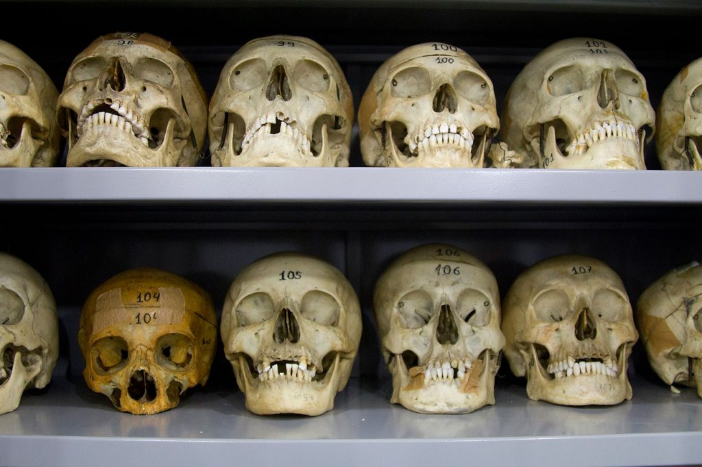 Conheça o Museu de Anatomia da USP, aqui em São Paulo! museu de anatomia humana 1024x682 1 - Conheça o Museu de Anatomia da USP, aqui em São Paulo!