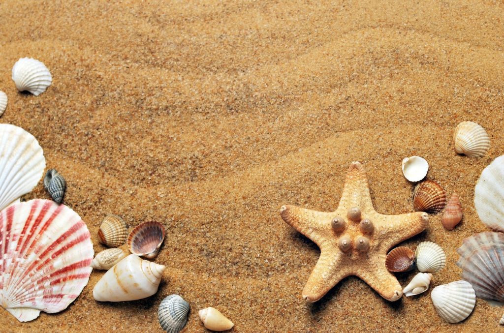 Litoral Norte de São Paulo reúne cidades seguras para relaxar seashells 1337565 1920 1024x677 1 - Litoral Norte de São Paulo reúne cidades seguras para relaxar