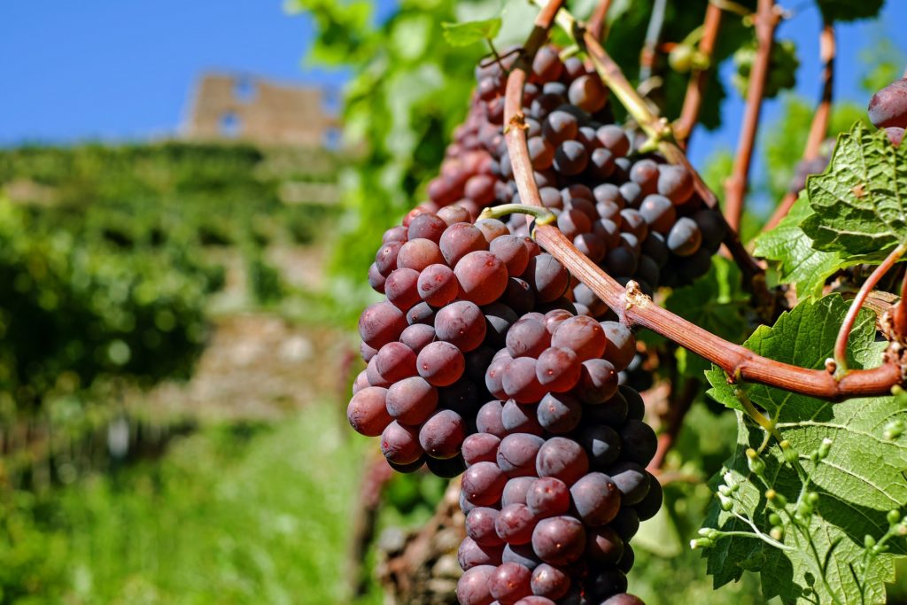 Conheça 5 lugares que fazem parte da rota do vinho em SP grapes 2672886 1920 1024x683 1 - Conheça 5 lugares que fazem parte da rota do vinho em SP